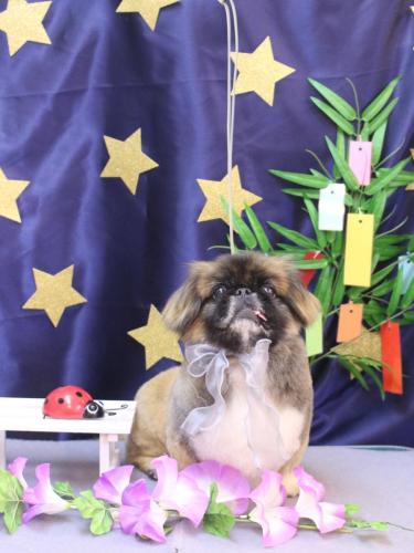 20230708スピカくん